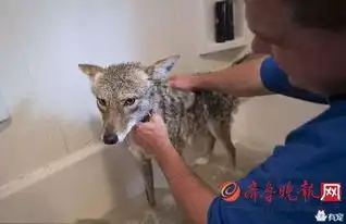 爸爸捡回一只流浪狗长大后发现这货竟然是只狼