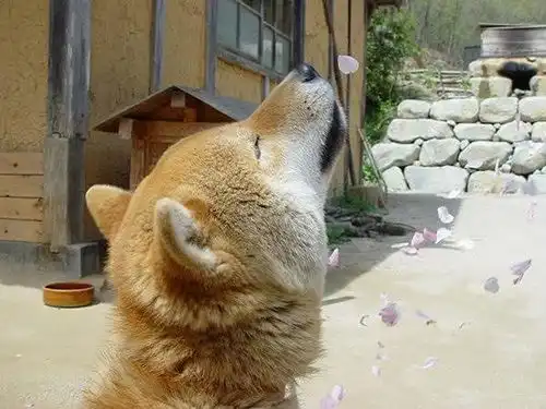 这只柴犬表情包曾风靡全球,如今它已逝世,但把笑容留给了人世