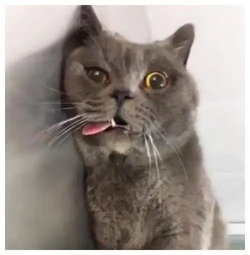 猫咪只要度过这5个寿命劫,基本就是长寿猫了