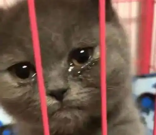 偶然翻到蓝猫小时候的照片,多年前选它,好像是中了套路