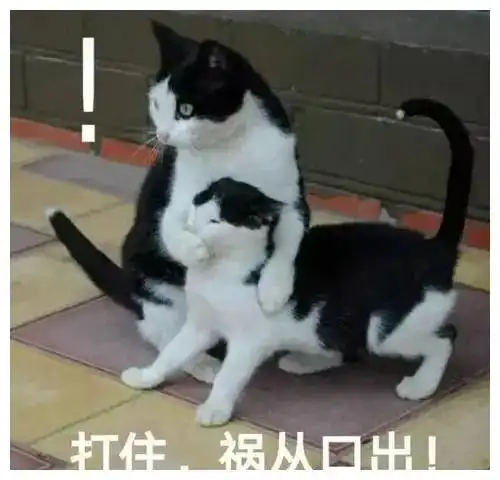 这些猫咪表情包实在是太萌了,不行太可爱了,我要顶不住啦