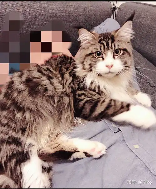 拥有一头回头率高的猫是一种什么样的体验