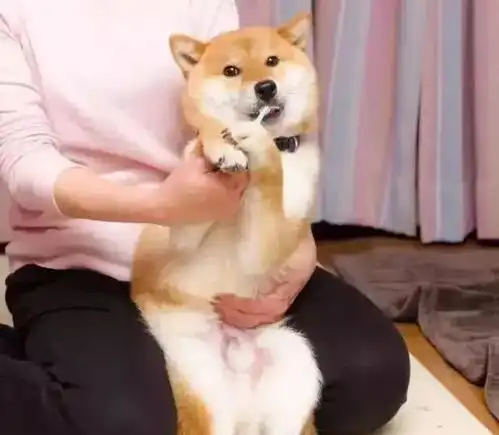 日本地震后人们悲痛,把柴犬照片放网上后,竟有改善心情效果