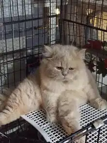 猫咪做完绝育后,表情出卖了它的想法
