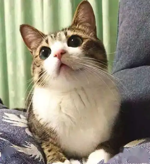 国外上千的狸花猫在中国就只值一顿饭钱你对狸花猫了解多少