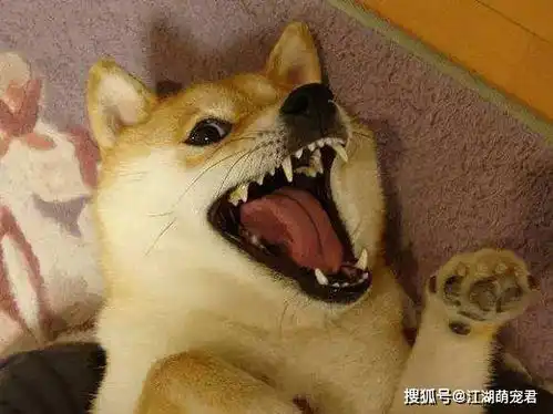 柴犬的5大心理,第四种最常见,伤害也大
