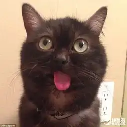 呆萌吐舌猫爆红网络旁边的狗看醉了