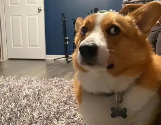 主人这样做,会让柯基犬很伤心失望