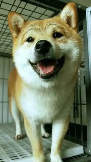 好会给笑脸的柴犬,摆完pose主人立刻给奖励