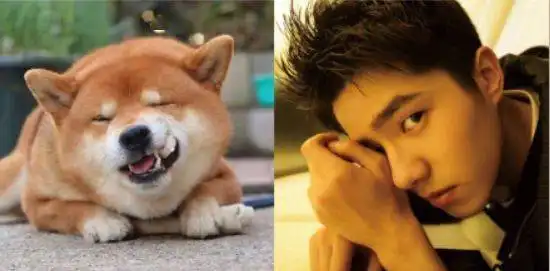 柴犬系男友刘昊然,想拥有嘛