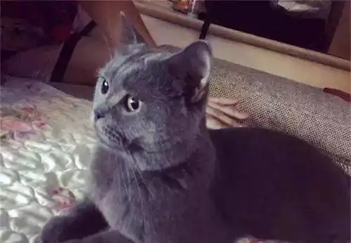 主人出门忘记喂蓝猫,回来发现它在看电视吹空调,表情十分的生气