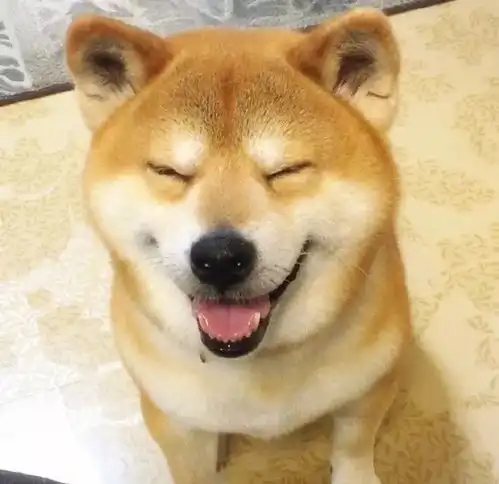 柴犬的魔性微笑