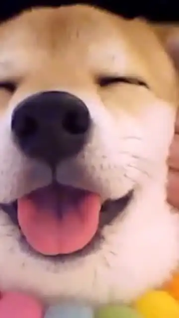 柴犬的笑容太治愈了,这是什么可爱的小天使