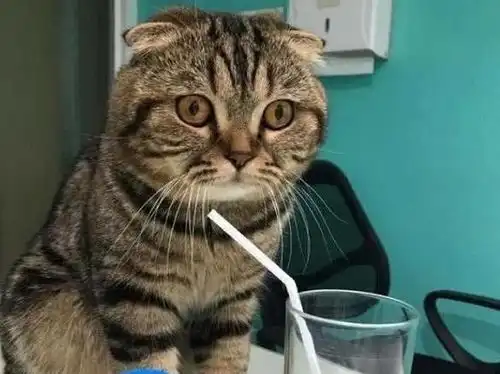 铲屎官带猫去朋友家做客,刚想给它装点水喝,回头一看笑岔气了