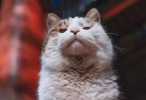 喵星人有哪些让你讨厌的性格网友难讨好又自私,可还是喜欢它