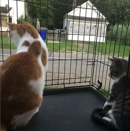 在门外刷漆却被猫误会没带它出去玩,然后露出这种表情,笑屎