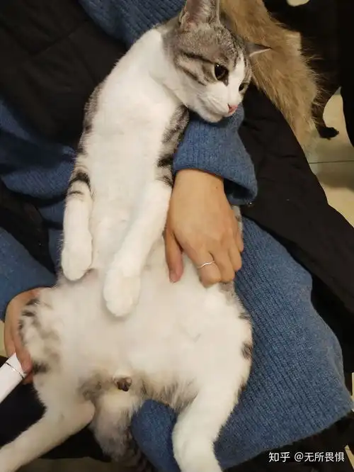 为什么我的猫做完绝育后变得特别粘人化身小甜饼