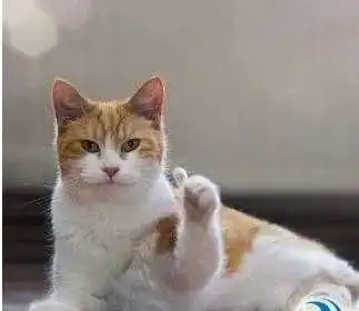 明天和意外哪个先来猫咪紧急救治手册