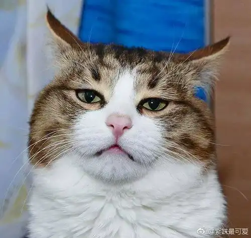 总有那么一瞬间觉得自己活得像一个段子