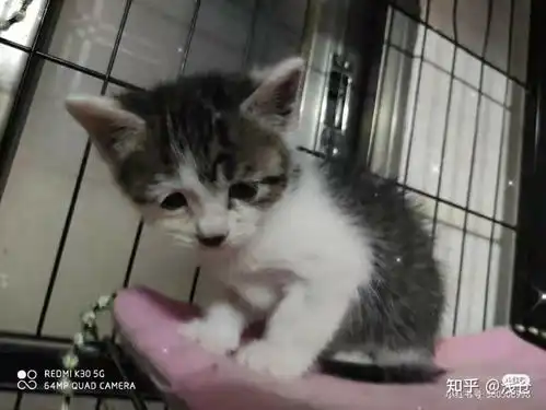 你家猫咪有什么天赋
