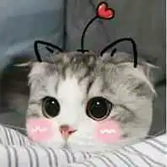 表情包猫猫聊天必备系列