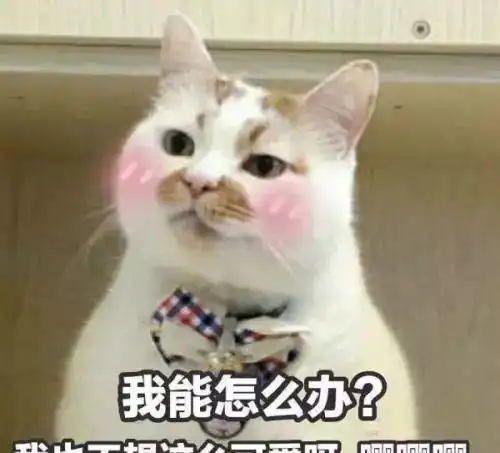 我家猫咪超大只原来猫咪能长这么大啊