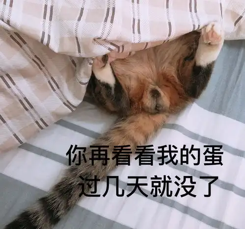猫咪听见要绝育,瞬间吓成了表情包了