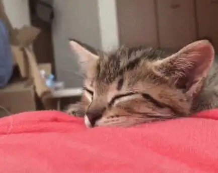 小猫咪趴主人肚子上睡觉,可爱表情萌翻天,猫咪梦里鱼干知多少