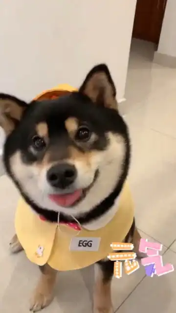 可爱的小柴犬,笑容太暖了