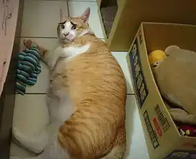 这只猫没有任何表情,却成了最火的表情包