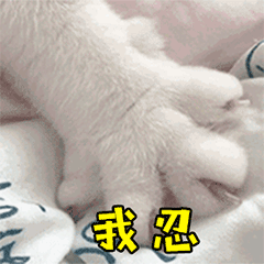 养猫好处多,但是存在小缺点,养猫6大坏处分析