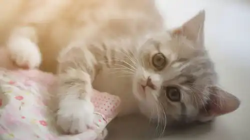 爱猫就给它做绝育,为什么要给猫做绝育猫咪绝育后表情兴奋
