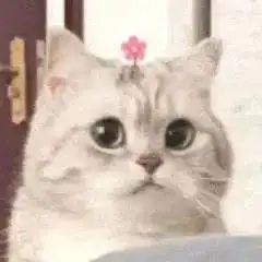 最近很火的小狗穿裙子,小猫头上带花表情包