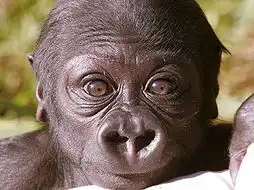 让人忍俊不禁的猩猩12大经典搞笑表情