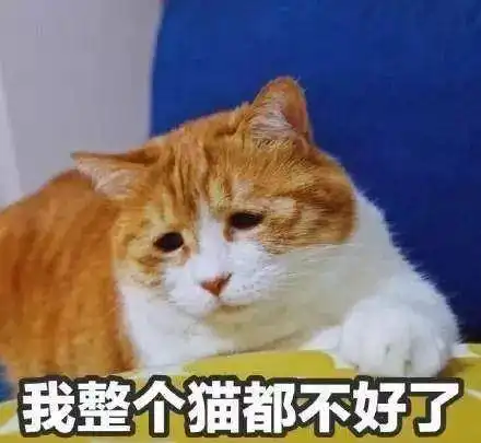 绝育时,演戏给猫猫看有用吗演技差怎么办