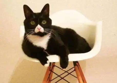 猫和老鼠在屋顶玩了起来,老鼠麻烦给我个痛快吧