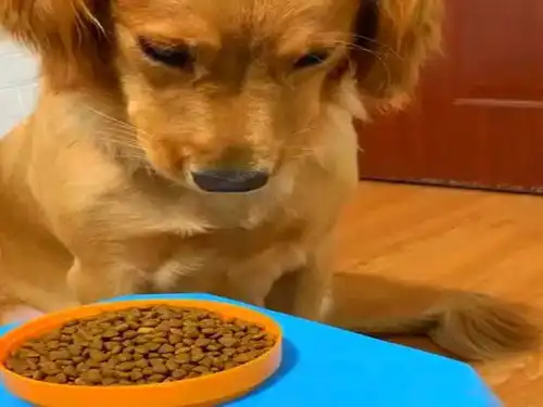 金毛不满伙食,用表情抗议,主人太坏坏了