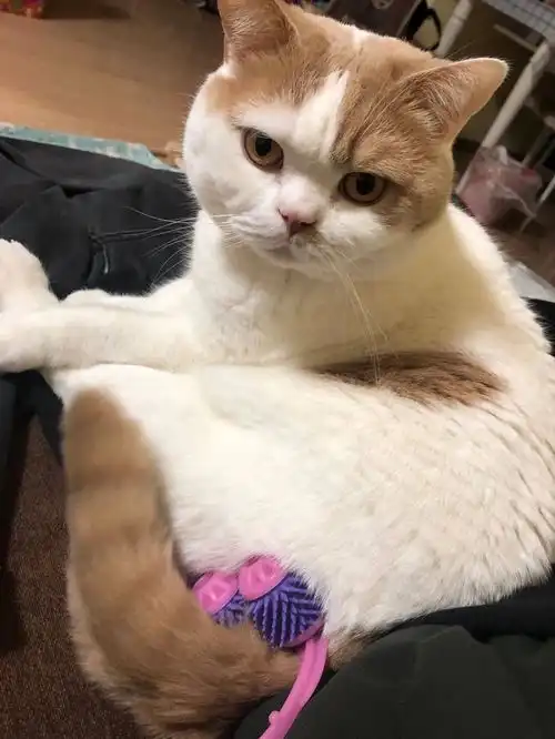 带我家猫去绝育,医生说猫蛋蛋太小那方面可能不太行