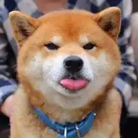 柴犬贱贱表情包微信头像图片大全