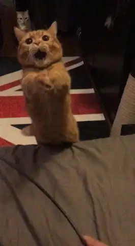 主人用逗猫棒逗猫,猫咪动作浮夸很惊悚,后面猫的表情亮了