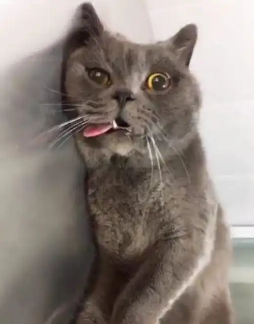 给猫咪做绝育后拍照发朋友圈,顿时就炸了,网友傲人的e罩杯
