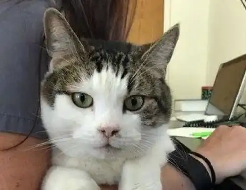主人不想给猫治病把它扔医院,好心医生收养,猫咪成了血库