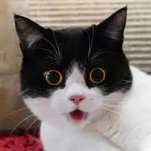 影帝级别的牛奶猫,两只圆圆的大眼睛,随手照一张都是表情包