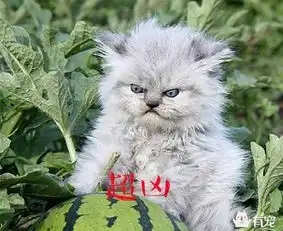 自从养了这只猫大哥,我家的西瓜田再也不怕被偷了