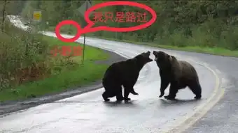 画面感满满两只熊在bc公路上干架,旁边还有只野狼围观