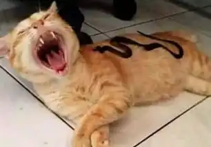 猫咪正舒服的晒太阳,突然感觉身上不对劲,抬头一看吓得面目狰狞
