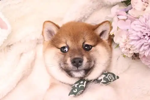怎么照顾柴犬才能把它养的如此可爱健康呢