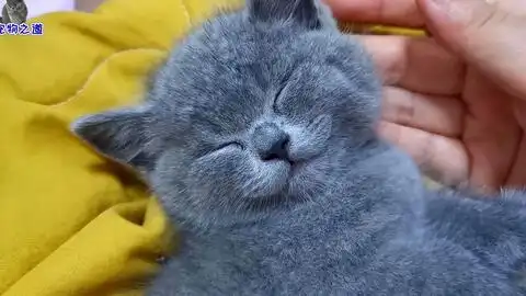 小奶猫们正疯玩,猫妈突然发怒冲向猫爸,公猫表情叫人心疼又想笑