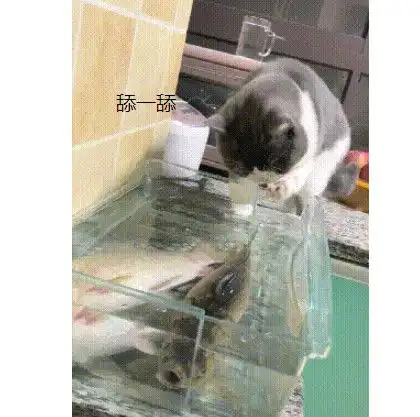 买了两条大鱼回来,蓝猫偷偷尝一口后,表情让网友乐翻了