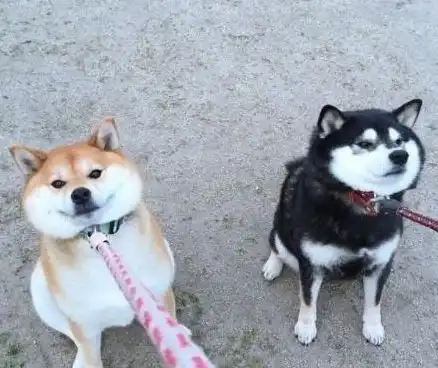 当柴犬不想回家的时候,简直是比赖皮还皮看来养狗不能宠的
